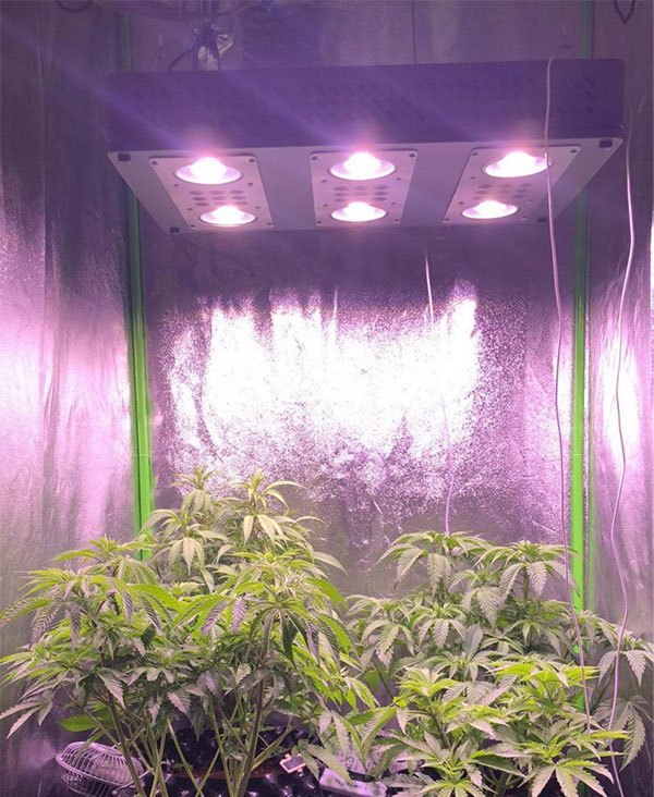 How Far Should LED Grow Light Hang On Plants