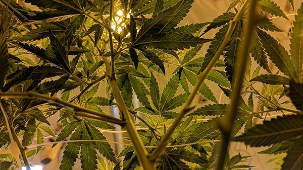 Overwatering or Not? How to Watering Your Cannabis Plants