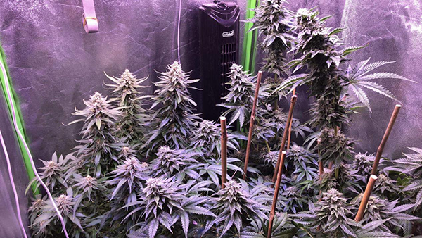 Top 10 Myths about Growing Marijuana You Should Know