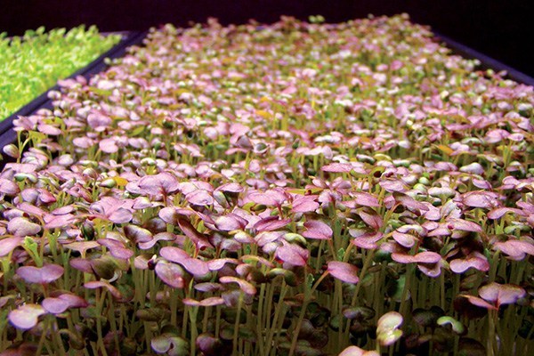 How To Choose Your LED Grow Light For Microgreens Growing?