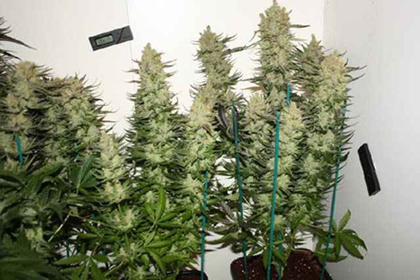 How To Train Your Cannabis For Indoor Cultivation?