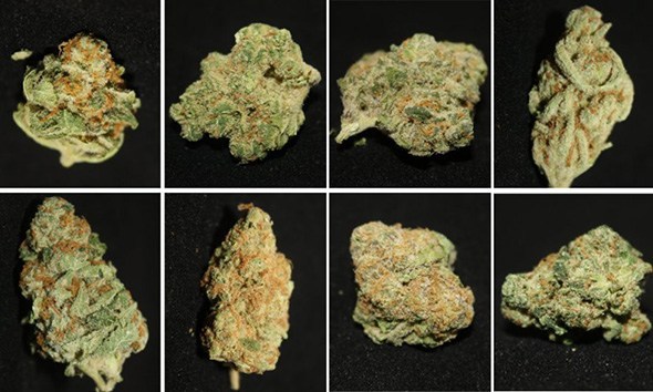 Which Cannabis Strain Should You Choose To Grow?