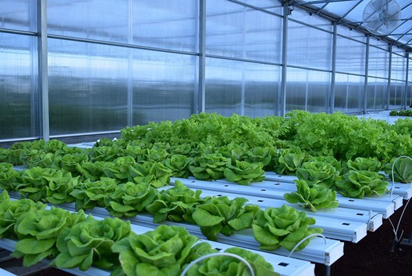 Advantages of Hydroponics You Should Know