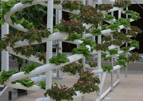 Common 10 Disadvantages of Hydroponics