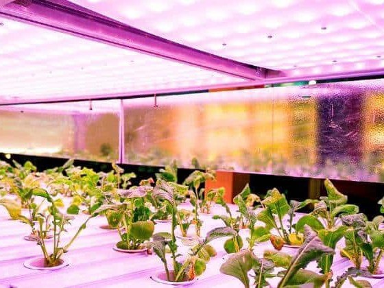 Do LED Grow Lights Really Work for Indoor Plants?
