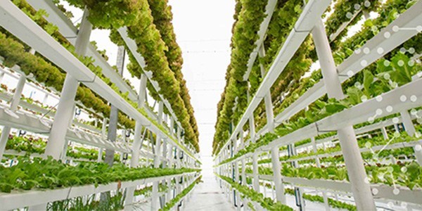 Vertical Farm Supply In The City Help Fight The COVID-19!