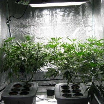 Easy Guide for Beginners to Grow Cannabis Indoors