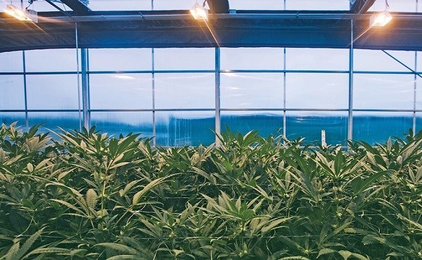 Why Large Cannabis Producers Are Turning To Hybrid Greenhouses