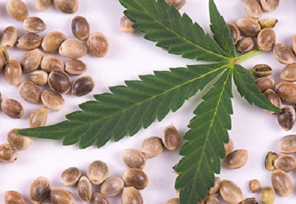 Easy Guide for Buying Cannabis Seeds