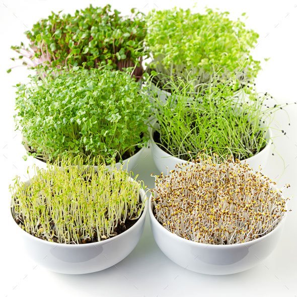Everythings You Want To Know About Microgreens