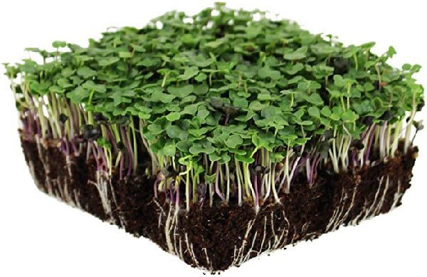 How to Grow Microgreens at Home