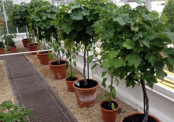 Grow Grapes Indoors – Everything You Want To Know