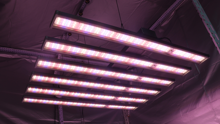 Lighting In Cannabis Cultivation: HPS Vs LED