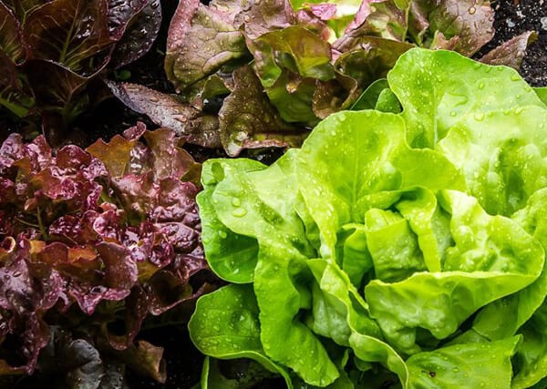 How To Grow Lettuce Indoors All Year Around