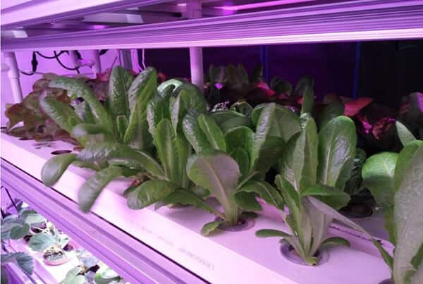 Effects Of LED Lights With Different Light Quality On Plant Growth Quality