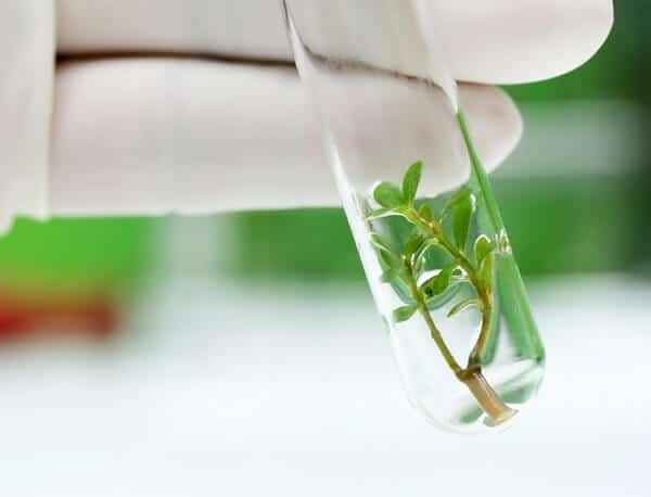 3 key points to be noted when build lighting system for tissue culture
