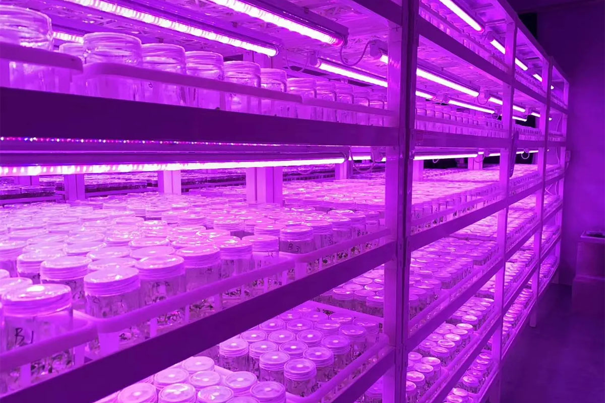 How to Choose The Right LED Lighting in Plant Tissue Culture?