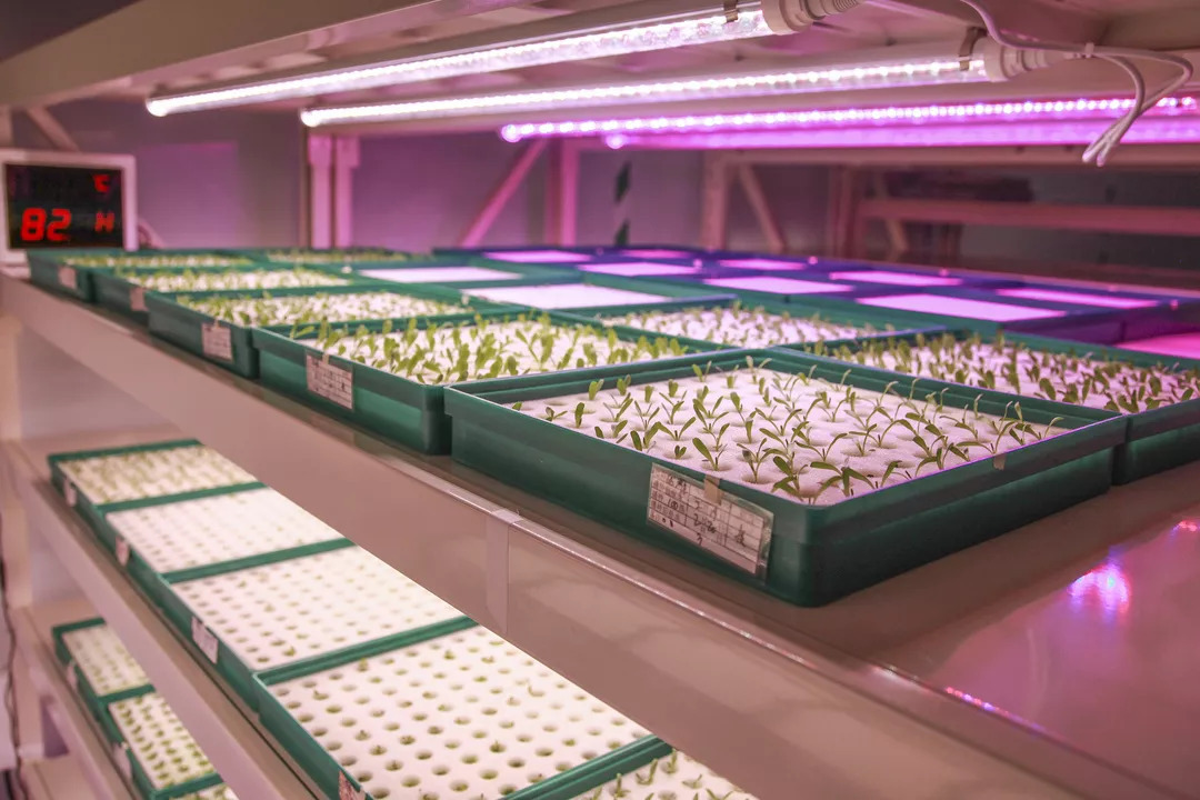 Why choose LED grow lights for greenhouse supplemental lighting?