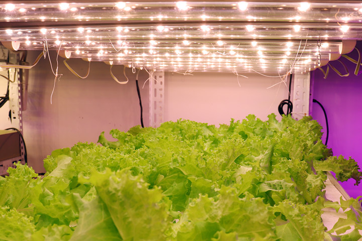 Advantage of LED Grow Light for Vertical Farming