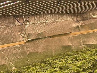 Double the installation efficiency: my VANQ 1600W cannabis grow light cultivation experience