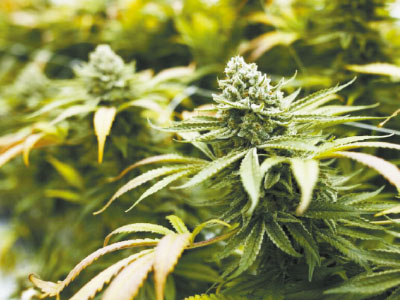A veteran cannabis grower teaches you how to increase your cannabis yields!