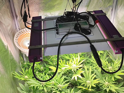 Are flowering lights useful for cannabis?