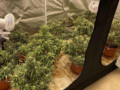 How to grow cannabis when space is limited?
