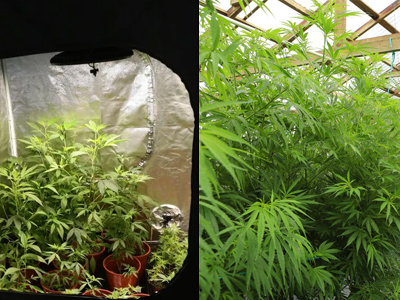 Indoor growing vs greenhouse growing: Which one is better for you?