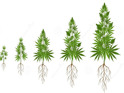 Do you know how long the growth cycle of cannabis is from germination to flowering?
