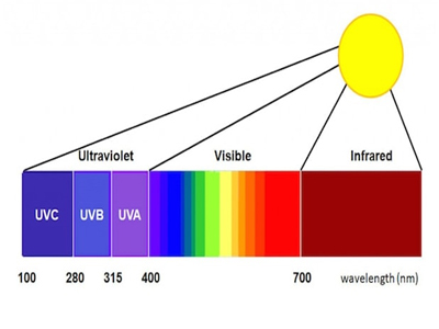 Do you know what roles UVA, UVB and UVC play in plants?