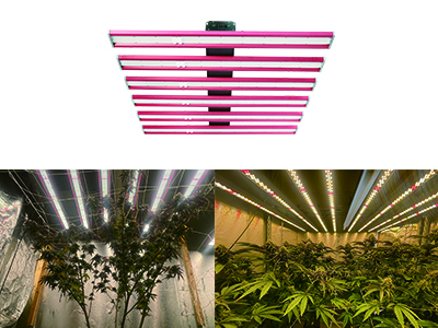 How to choose a grow light based on the size of your growing space?
