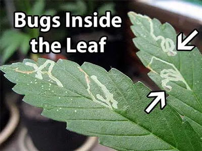 Marijuana plants sick again? How to prevent and deal with it in time!