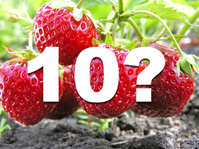 Want to grow strawberries? Take a look at these 10 essential questions about indoor strawberry cultivation!