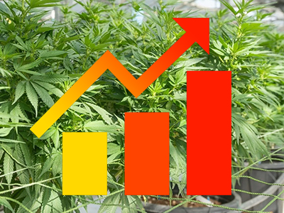 A cheap trick that will make your cannabis grow faster and produce more? Do you believe it?