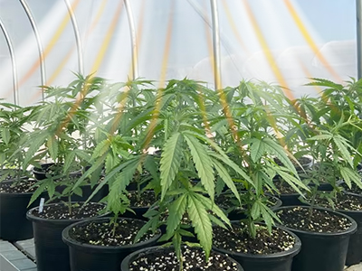 How to significantly increase production by optimizing air circulation