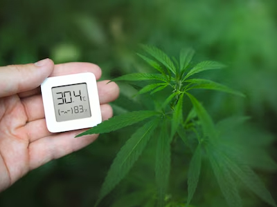 Don't let temperature and humidity ruin your cannabis plants