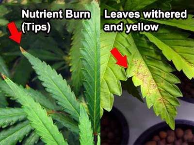 How to Determine Whether Cannabis Plants Have Nutrient Excess or Deficiency?