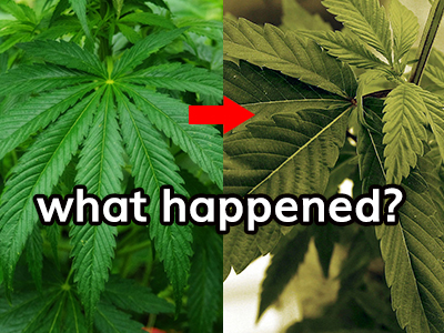 Marijuana plant yellow leaf crisis: disease, insect or bad mood？ 