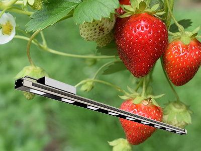 How to choose the right grow light for strawberries?