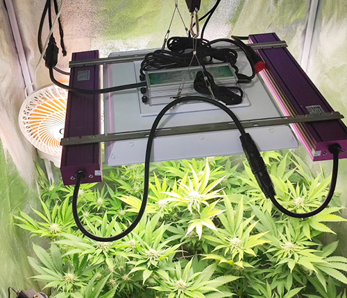 Greenhouse cultivation