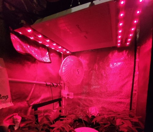 Tent planting