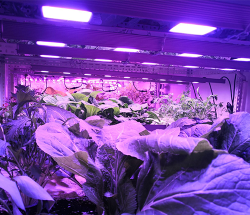 hydroponic cultivation