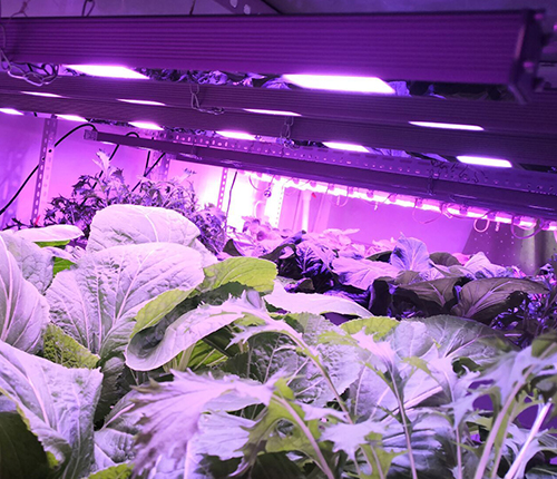 Tissue culture