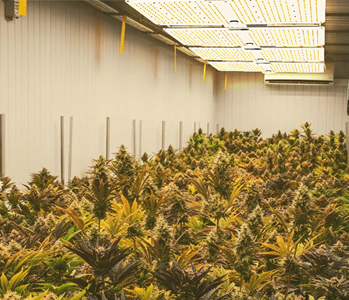 Indoor cultivation