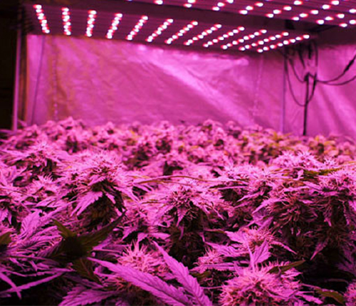 Greenhouse cultivation