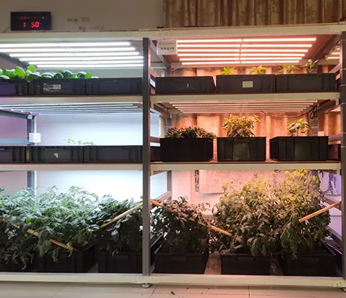 Vertical farming 