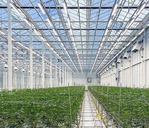 Greenhouse cultivation