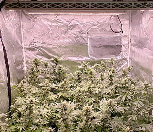 commercial cultivation