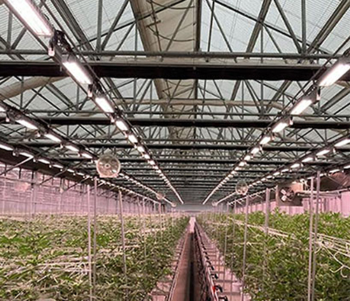 Cannabis cultivation
