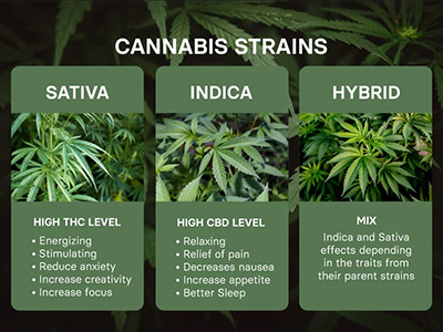 How do you differentiate between types of cannabis based on their appearance?
